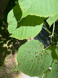 Attēlu rezultāti vaicājumam “Eriophyes tiliae”