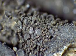 Attēlu rezultāti vaicājumam “Collema flaccidum”