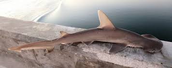 Image result for Sphyrna tiburo