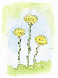 Attēlu rezultāti vaicājumam “Tussilago farfara fruit”