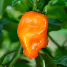 Afbeeldingsresultaat voor orange habanero hot pepper