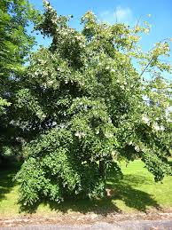 Attēlu rezultāti vaicājumam “Tilia tomentosa”