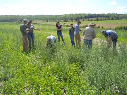 Attēlu rezultāti vaicājumam “Galega orientalis fruit”