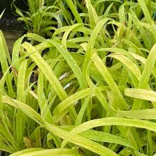 Attēlu rezultāti vaicājumam “Milium effusum flower”