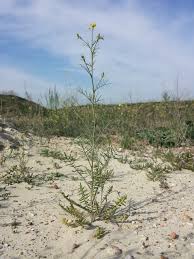 Attēlu rezultāti vaicājumam “Sisymbrium altissimum”