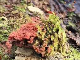 Attēlu rezultāti vaicājumam “Arcyria affinis stalked”