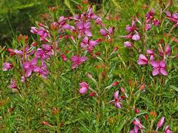 Attēlu rezultāti vaicājumam “Onagraceae”