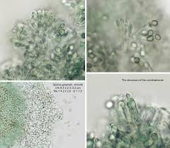 Attēlu rezultāti vaicājumam “Penicillium vulpinum”