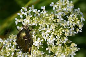 Attēlu rezultāti vaicājumam “Potosia cuprea imago”