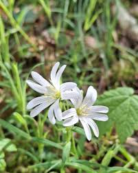 Attēlu rezultāti vaicājumam “Stellaria holostea leaf”