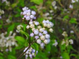 Image result for Ageratum conyzoides