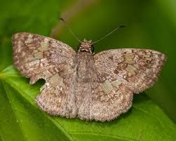 Attēlu rezultāti vaicājumam “Favonius quercus underside”