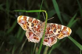 Attēlu rezultāti vaicājumam “Araschnia levana larva”