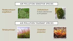 Attēlu rezultāti vaicājumam “Paraleucobryum longifolium”