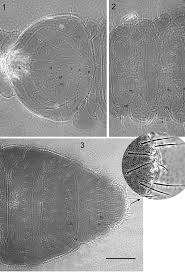Attēlu rezultāti vaicājumam “Hypogastrura sp.”