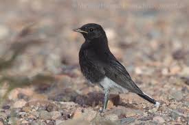 Image result for Oenanthe leucopyga