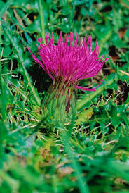 Attēlu rezultāti vaicājumam “Cirsium acaule”