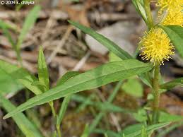 Attēlu rezultāti vaicājumam “Lysimachia thyrsiflora”