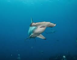 Image result for South Axholme Sharks Asc