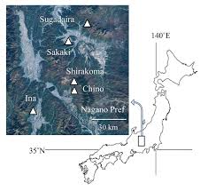 Attēlu rezultāti vaicājumam “Lycogala cf. fossiculatum”