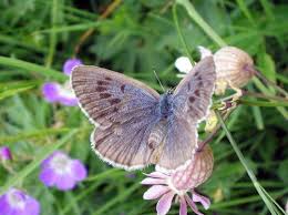 Attēlu rezultāti vaicājumam “Phengaris arion upperside”