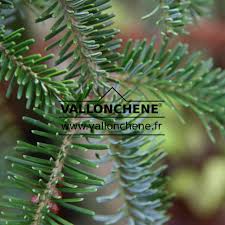 Attēlu rezultāti vaicājumam “Abies alba”