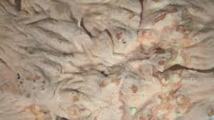 Attēlu rezultāti vaicājumam “Corticium roseum”