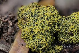 Attēlu rezultāti vaicājumam “Fuligo septica var. flava spores”