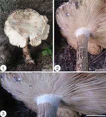 Image result for macrocybe titans