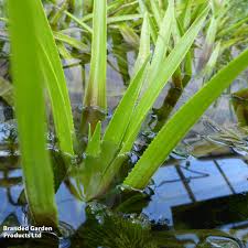 Attēlu rezultāti vaicājumam “Stratiotes aloides”