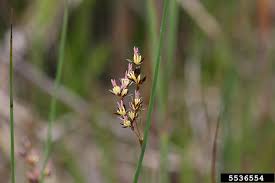 Attēlu rezultāti vaicājumam “Juncus balticus”