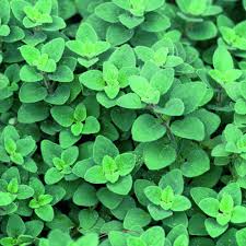 Image result for Origanum vulgare