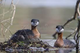 Attēlu rezultāti vaicājumam “Podiceps grisegena adult”