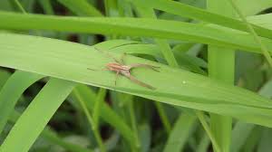 Attēlu rezultāti vaicājumam “Pisaura mirabilis”