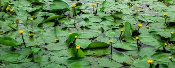 Attēlu rezultāti vaicājumam “Nuphar lutea”