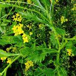 Attēlu rezultāti vaicājumam “Rorippa amphibia leaf”