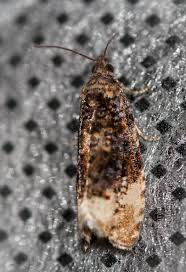 Attēlu rezultāti vaicājumam “Apotomis betuletana”