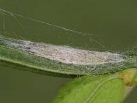 Attēlu rezultāti vaicājumam “Lyonetiidae”