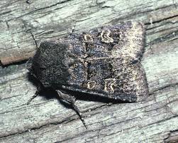 Attēlu rezultāti vaicājumam “Tholera cespitis”