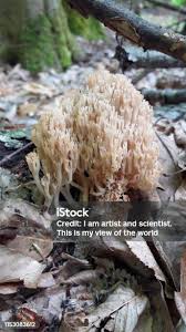 Attēlu rezultāti vaicājumam “Ramaria flava”