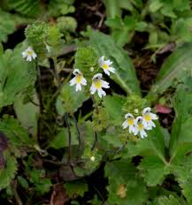 Attēlu rezultāti vaicājumam “Euphrasia”