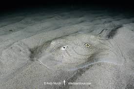 Image result for Raja radula