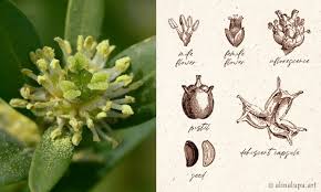 Attēlu rezultāti vaicājumam “Buxus sempervirens flower”