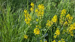 Attēlu rezultāti vaicājumam “Barbarea vulgaris subsp. arcuata flower”