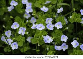 Attēlu rezultāti vaicājumam “Veronica filiformis flower”