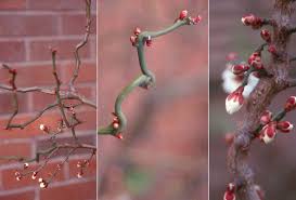 Attēlu rezultāti vaicājumam “Prunus cerasifera var. divaricata bud”
