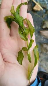 Attēlu rezultāti vaicājumam “Potamogeton perfoliatus”