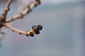 Attēlu rezultāti vaicājumam “Pyrus communis bud”