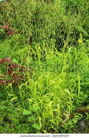 Attēlu rezultāti vaicājumam “Milium effusum flower”