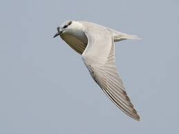 Attēlu rezultāti vaicājumam “Chlidonias hybrida adult”